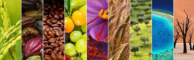 Les différents clusters expo universelle 2015 clusters