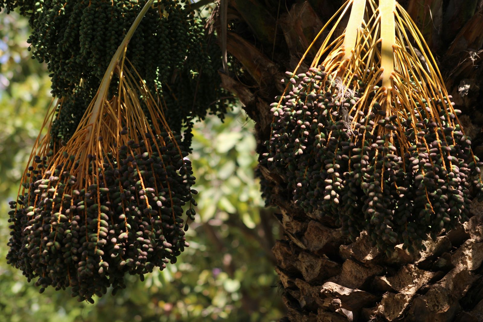 récolte des dattes comment survivre dans le désert ?
